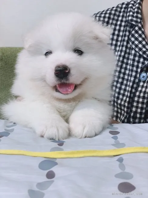 ID：2009-01169の子犬