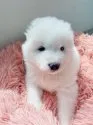 サモエド【熊本県・男の子・2021年7月20日・白】の写真2
