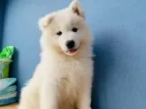 サモエド【熊本県・女の子・2020年7月6日・白】の写真2