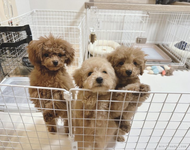 トイプードル｜竹下　修一(たけした　しゅういち)ブリーダー(鹿児島県・ミニチュアダックスフンド(ロング)など・JKC登録)の紹介写真2