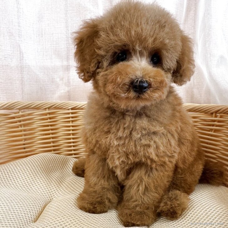 ブリーダー画像