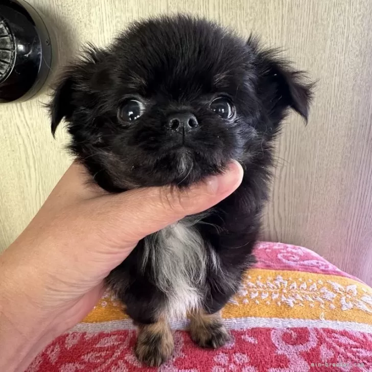 チワワ(ロング)【福島県・女の子・2025年9月21日・ブラックタン&amp;ホワイト】の写真1