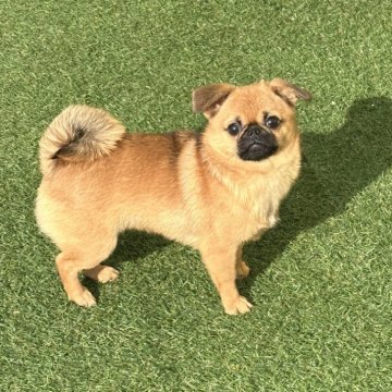 ペキチワ(ペキニーズ×チワワ)【福島県・女の子・2025年5月17日・フォーン&ホワイト】の写真「ペキチワだけどパグみたいな子❣️超、人好き❣️」