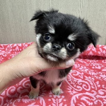 チワワ(ロング)【福島県・男の子・2025年9月21日・ブラックタン&ホワイト】の写真「凛々しい眉毛のせいか真剣な眼差しで話を聞いてくれる」