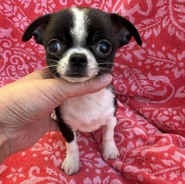 チワワ(スムース)【福島県・女の子・2025年9月21日・ブラック&ホワイト】の写真「タンカラーが無く珍しカラー✨️なんとも言えぬ表情❣」