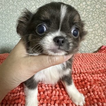 チワワ(ロング)【福島県・男の子・2025年8月24日・ブルータン&ホワイト】の写真「ブルーカラー丸顔の可愛い子❣️健康診断異常なし」