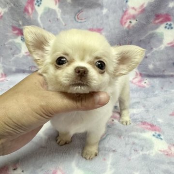 チワワ(ロング)【福島県・女の子・2025年5月16日・クリーム】の写真「小さめサイズ子猫ちゃんみたい(*ˊᵕˋ* )」