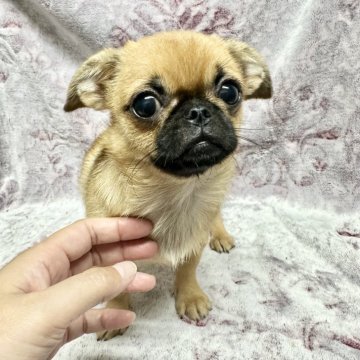 ペキチワ(ペキニーズ×チワワ)【福島県・女の子・2025年5月17日・フォーン&ホワイト】の写真「ペキチワだけどパグみたいな子❣️超、人好き❣️」