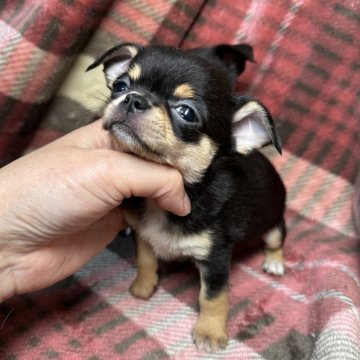 チワワ(スムース)【福島県・女の子・2025年10月2日・ブラックタン&ホワイト】の写真「チワワらしい子(◐ㅈ◐)健康的で欠点なし♪」