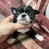 チワワ(スムース)