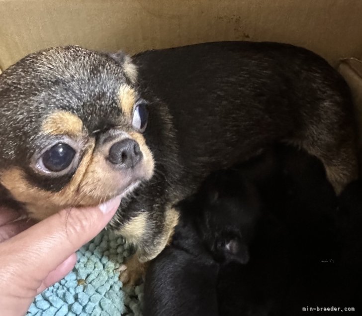 チワワ(スムース)【・女の子・2024年4月9日・ブラックタン&amp;ホワイト】