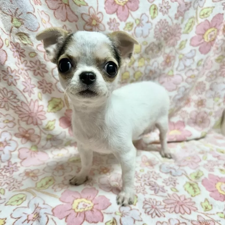 ID:2410-04710の子犬