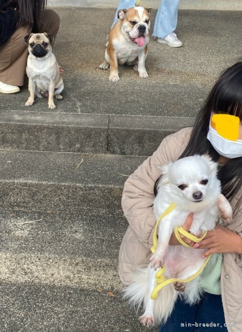 北川　恵実子(きたがわ　えみこ)ブリーダー(愛知県・チワワ(ロング)など・JKC登録)の紹介写真4