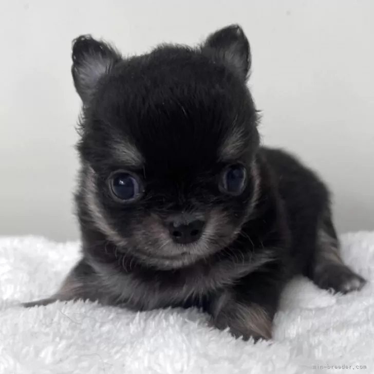 ID：2508-07460の子犬