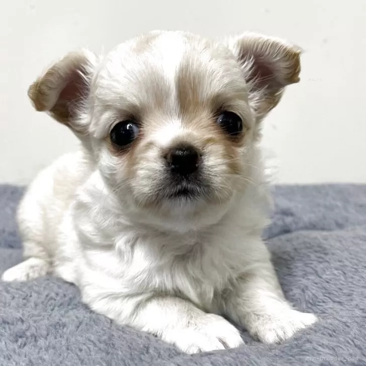 T.O 様のお迎えした子犬