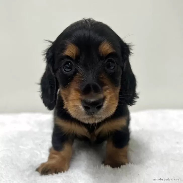 ID:2505-04835の子犬