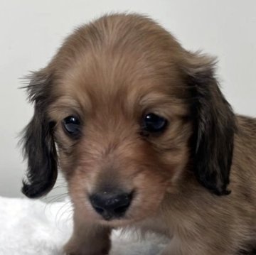 ミニチュアダックスフンド(ロング)【愛知県・男の子・2025年10月15日・シェーデッドレッド】の写真「紹介文をご覧ください」