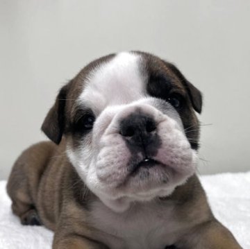 ブルドッグ【愛知県・女の子・2025年11月3日・レッド&ホワイト】の写真「紹介文をご覧ください」