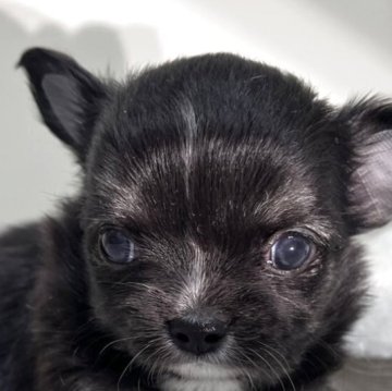 チワワ(ロング)【愛知県・女の子・2025年12月10日・ブラッククリーム&ホワイト】の写真「紹介文をご覧ください」