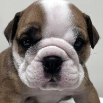 ブルドッグ【愛知県・女の子・2025年11月3日・レッド&ホワイト】の写真「紹介文をご覧ください」