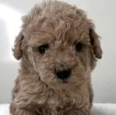 トイプードル(トイ)