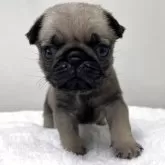 パグ