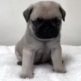 パグ