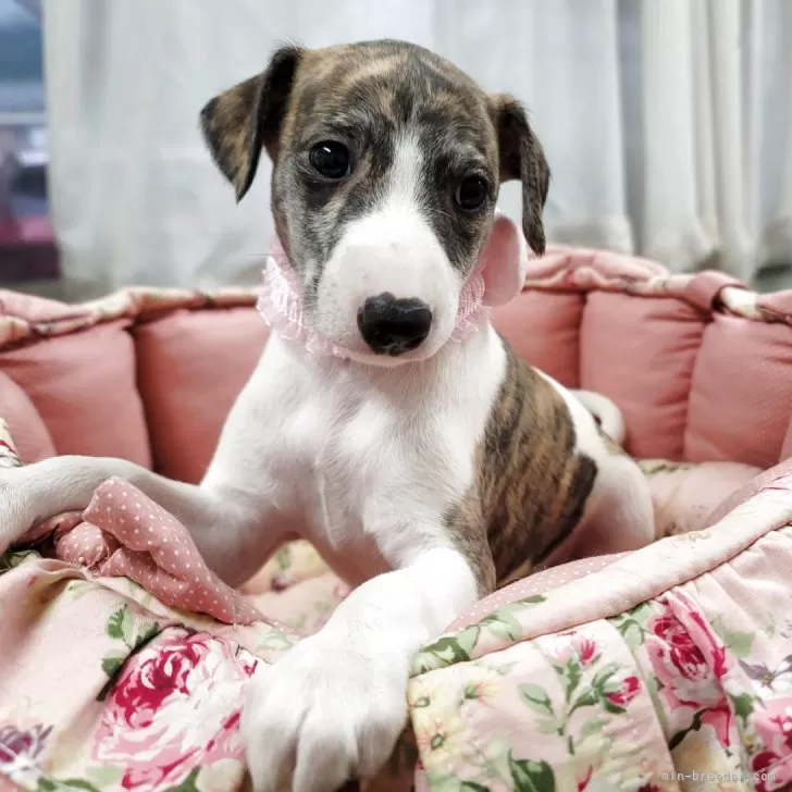 ウィペット【福岡県・女の子・2025年7月25日・ブリンドル&amp;ホワイト】の写真1