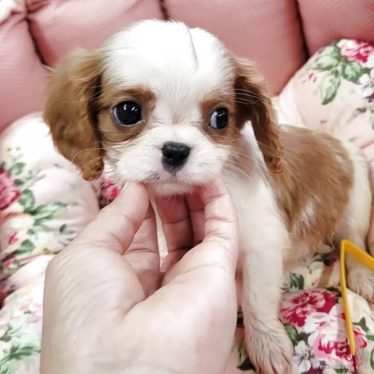 ID：2504-05233の子犬