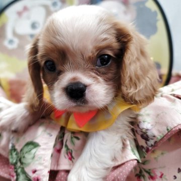 キャバリア【福岡県・男の子・2025年8月28日・ブレンハイム】の写真「小ぶりで元気いっぱい成長中❗」