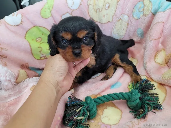 dash0107 様のお迎えした子犬