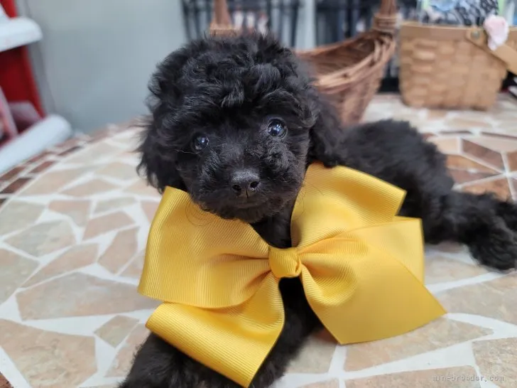 E.K 様のお迎えした子犬