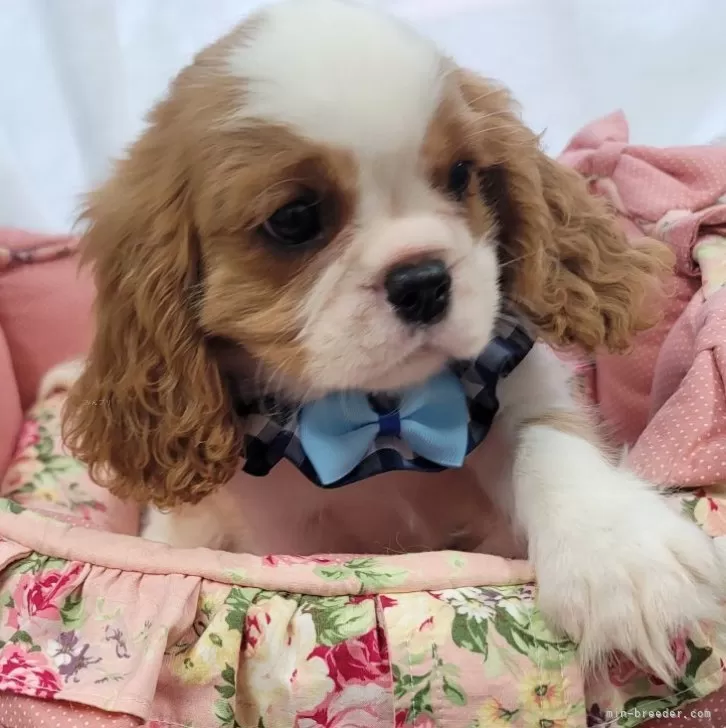 ID:2406-03369の子犬