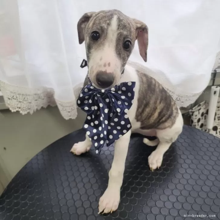 ID：2312-02616の子犬
