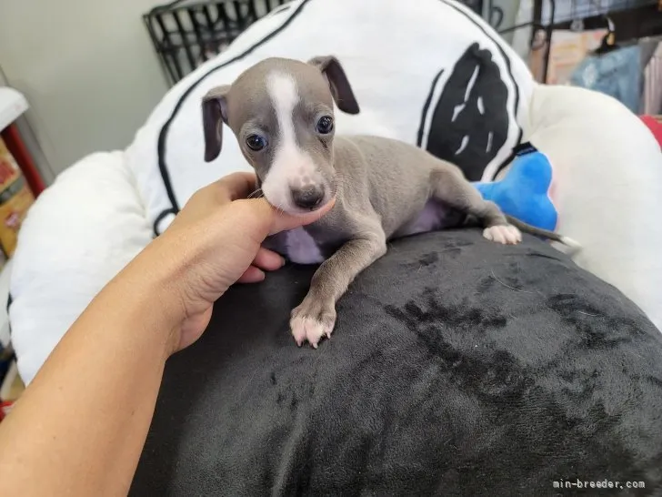 ID：2110-03905の子犬
