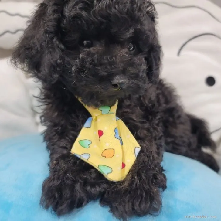 ID：2310-06463の子犬