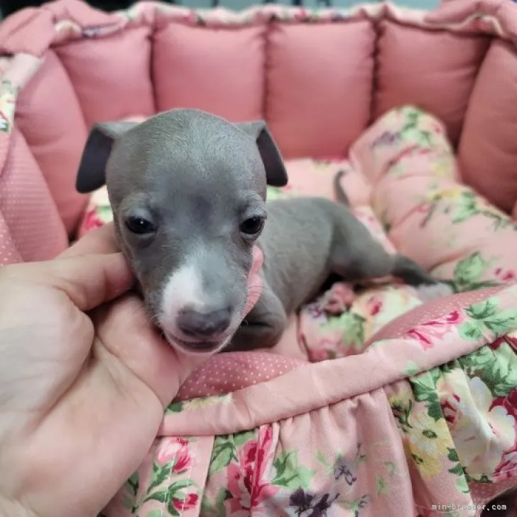 ID：2305-04323の子犬