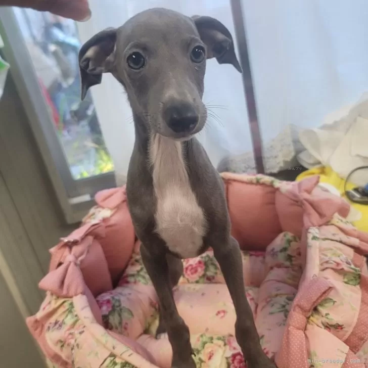ちな 様のお迎えした子犬