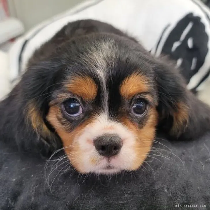 ID：2302-02914の子犬