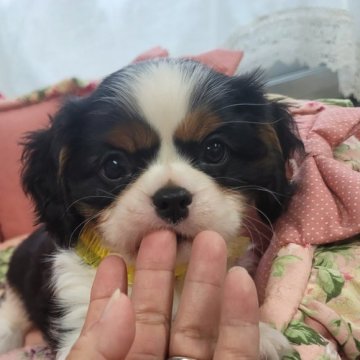 キャバリア【福岡県・男の子・2023年8月12日・トライ】の写真「可愛く成長中❤」