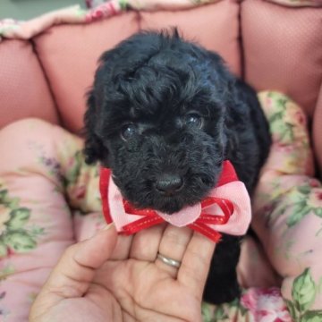 トイプードル(トイ)【福岡県・女の子・2023年7月15日・ブラック】の写真「可愛く成長中❤」