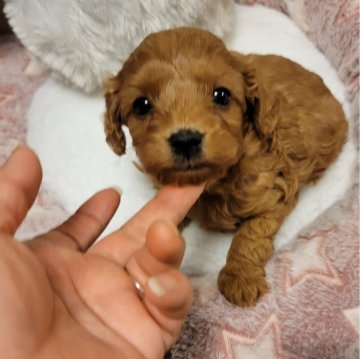 キャバプー(キャバリア×トイプードル)【福岡県・男の子・2024年1月25日・ルビー】の写真「可愛く成長中❤」