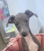 イタリアングレーハウンド【福岡県・男の子・2024年5月15日・ブルーアンドホワイト】の写真2