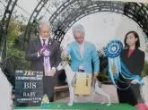 ウィペット【福岡県・女の子・2022年9月3日・ブルーブリンドル&ホワイト】の写真4