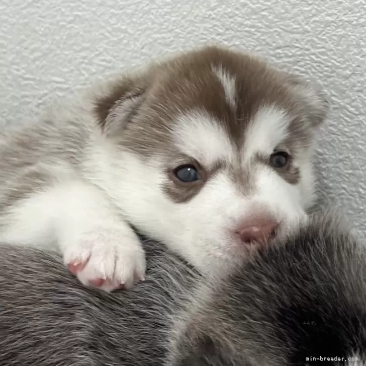 ma. 様のお迎えした子犬