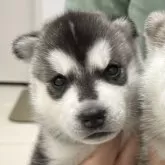 シベリアンハスキー