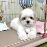 マルチーズ