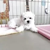 マルチーズ