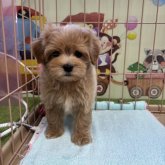 マルプー(マルチーズ×トイプードル)