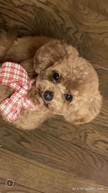 シャンプーやカットも定期的に行っています🐾｜矢山　文宣(ややま　ふみのぶ)ブリーダー(宮崎県・ペキニーズなど・JKC登録)の紹介写真3